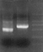 2. PCR Na jednu reakci smíchat: PCR produkt 0,4 ul PCR anchor primer. 0,8 ul (10 µm) (GACCACGCGTATCGATGTCGAC) genově specifický primer... 0,8 ul (10 µm) dtnp 0,4 ul Taq polymeráza 0,6 ul 10x PCR pufr.