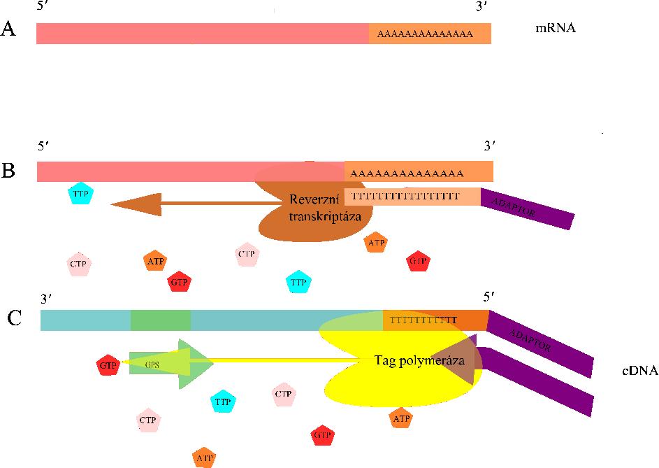 Obr. 1 Obecné schéma znázorňující 3' RACE experiment. Mediátorová RNA (A) je přepsána pomocí dt n primeru (B) a vzniká cdna, která je použita jako templát (C) ke generování RACE produktů.
