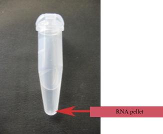 b a Obr.2 a)izolace RNA pomocí TRIzolu, b) vzorec guanidinium thiokyanatu Druhá často používaná izolační metoda je založena na zjištění, že RNA v přítomnosti tzv.