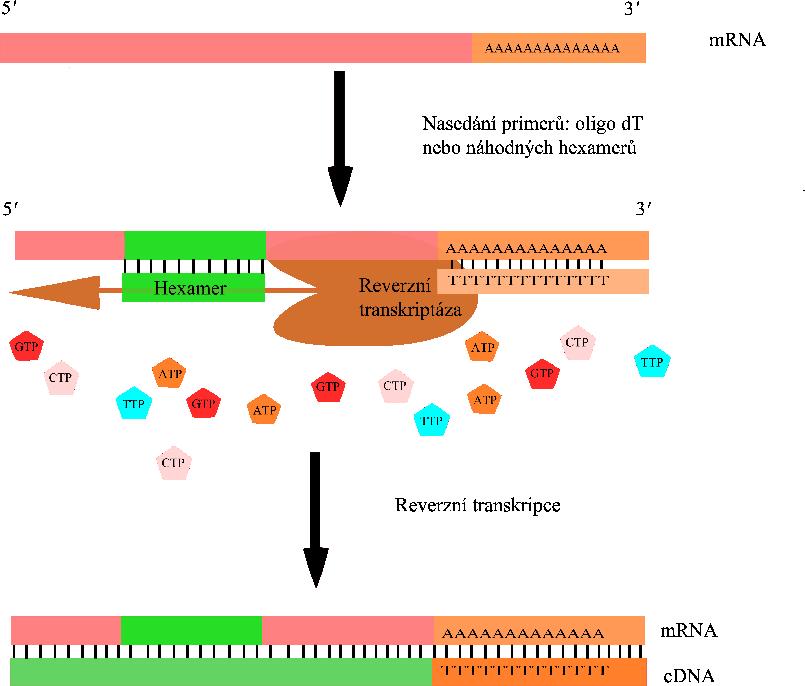 B. Reverzní transkripce Reverzní transkripce je proces, při kterém je přepisována genetické informace z ribonukleové kyseliny (RNA) do deoxyribonukleové (DNA).