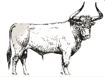 Pôvod hovädzieho dobytka Pratur (tur divý, auroch) - Bos