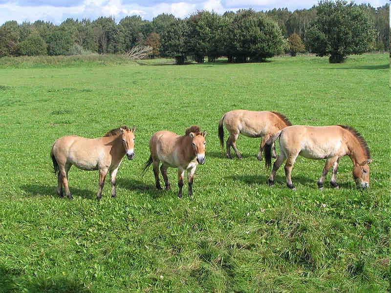 Pôvod koní Kôň Przewalského kertak (Equus ferus przewalskii) stepné