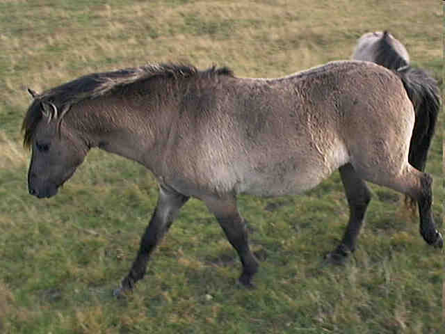 Pôvod koní Tarpan (Equus ferus ferus) kone orientálne Zdrij: http://upload.wikimedia.