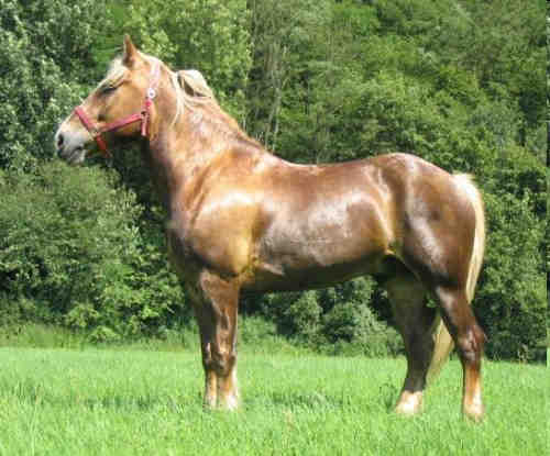 Pôvod koní Kôň západný (Equus robustus) kone