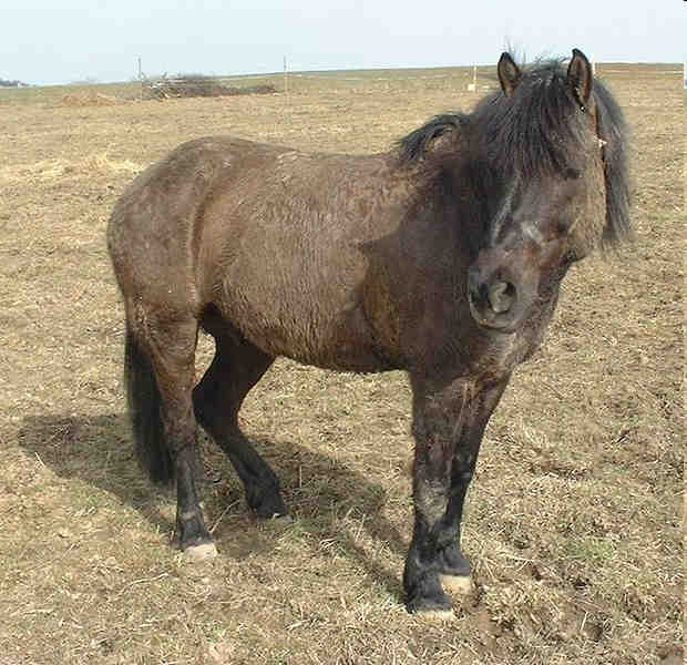 Pôvod koní Kôň severský (Equus gracilis) plemená pony Zdroj: