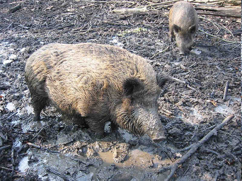 Pôvod ošípaných Sviňa divá európska (Sus scrofa ferus) Zdroj: