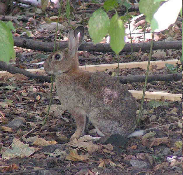 Pôvod králika Králik divý (Oryctolagus cuniculus) Zdroj: