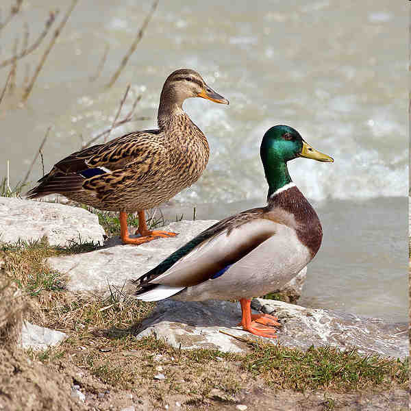 Pôvod kačice Kačica divá (Anas platyrhinchos) Zdroj: http://upload.wikimedia.