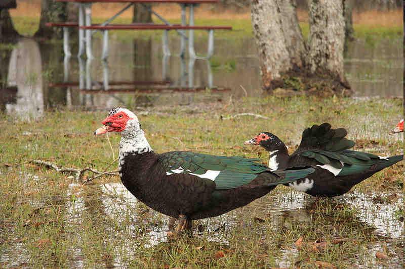 Pôvod kačice Kačica pižmová (Cairina moschata) Zdroj: http://upload.