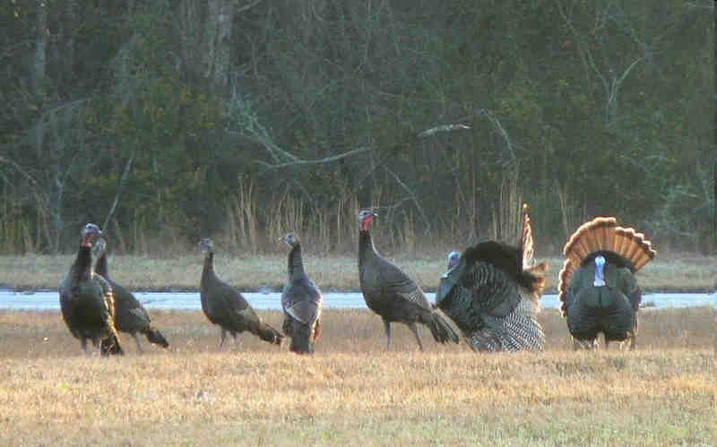 Pôvod morky Morka divá (Meleagris gallopavo) Zdroj: