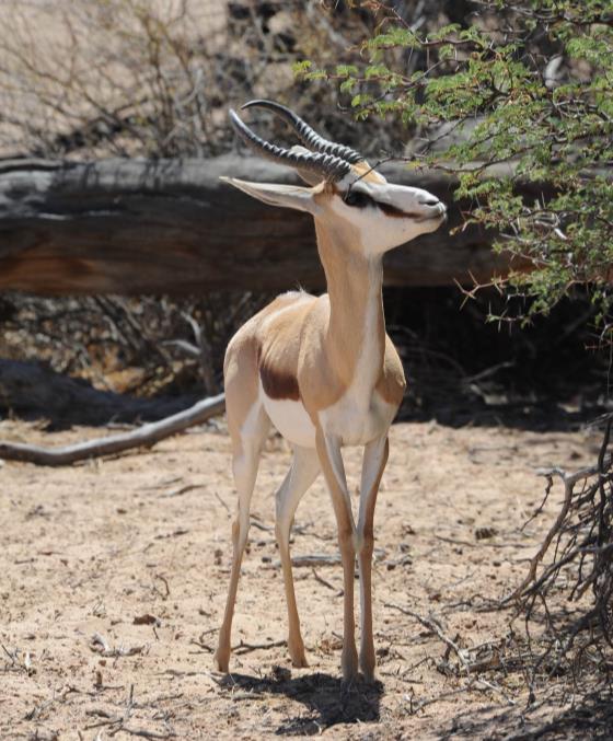 Sborník Proceedings odborné of the skupiny UCSZOO pro Antelope antilopy a and žirafy Giraffe při UCSZOO Committees Volume Číslo 1/2015 2/2016 Antilopa skákavá (Antidorcas