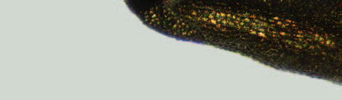 Rod: Česnek (Allium L.) Cibule zimní, sečka Genus: Allium L. Onion Bunching onion 0,5 mm BUNCHING ONION WELSH ONION, JAPANESE BUNCHING ONION Allium fistulosum L.