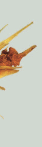 Rod: Mrkev (Daucus L.) Mrkev obecná Genus: Daucus L. Carrot Carrot 0,5 mm CARROT Daucus carota L. MRKEV OBECNÁ Daucus carota L. Polachenarium grey-brown to brown; mericarps (see Figs.