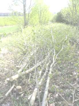 Energetické plantáže Energetické plantáže sú potenciálnym zdrojom lesnej dendromasy. Jedná sa o alternatívne využitie nelesných pôd na produkciu palivovej drevnej biomasy.
