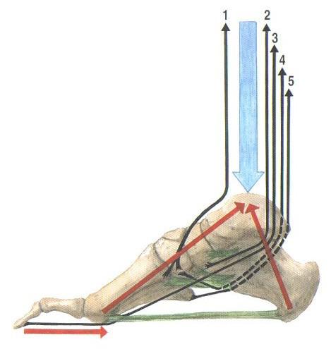 Obr. 2: Mechanismy udržující klenbu nohy (Čihák, 2001) modře působící zatíţení nohy, červeně výslednice tahů svalů bérce, zeleně ligamenta pomáhající udrţovat klenby, černě směry tahů svalů 3.