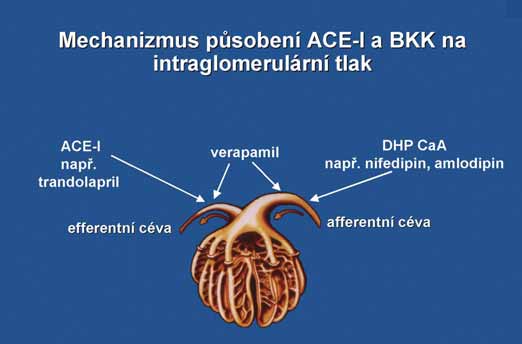 practicus odborný časopis praktických lékařů Možnosti kombinační terapie hypertenze v primární péči MUDr.