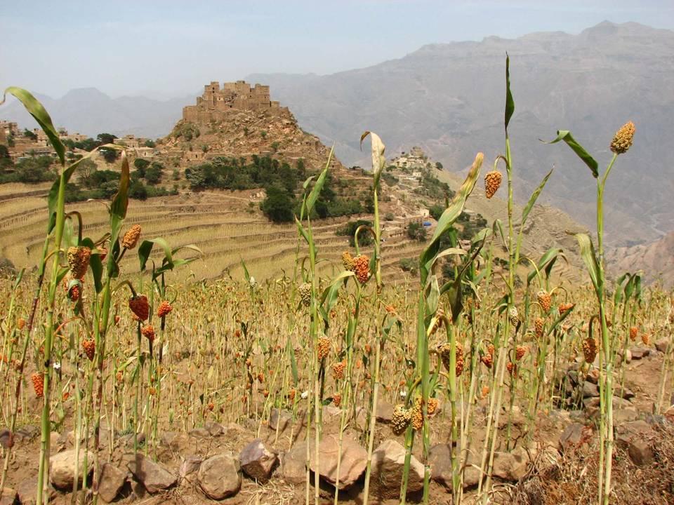 Všude v jemenských horách jsou rozesety opevněné vesnice jako hrady, kde lidé v minulosti hledali