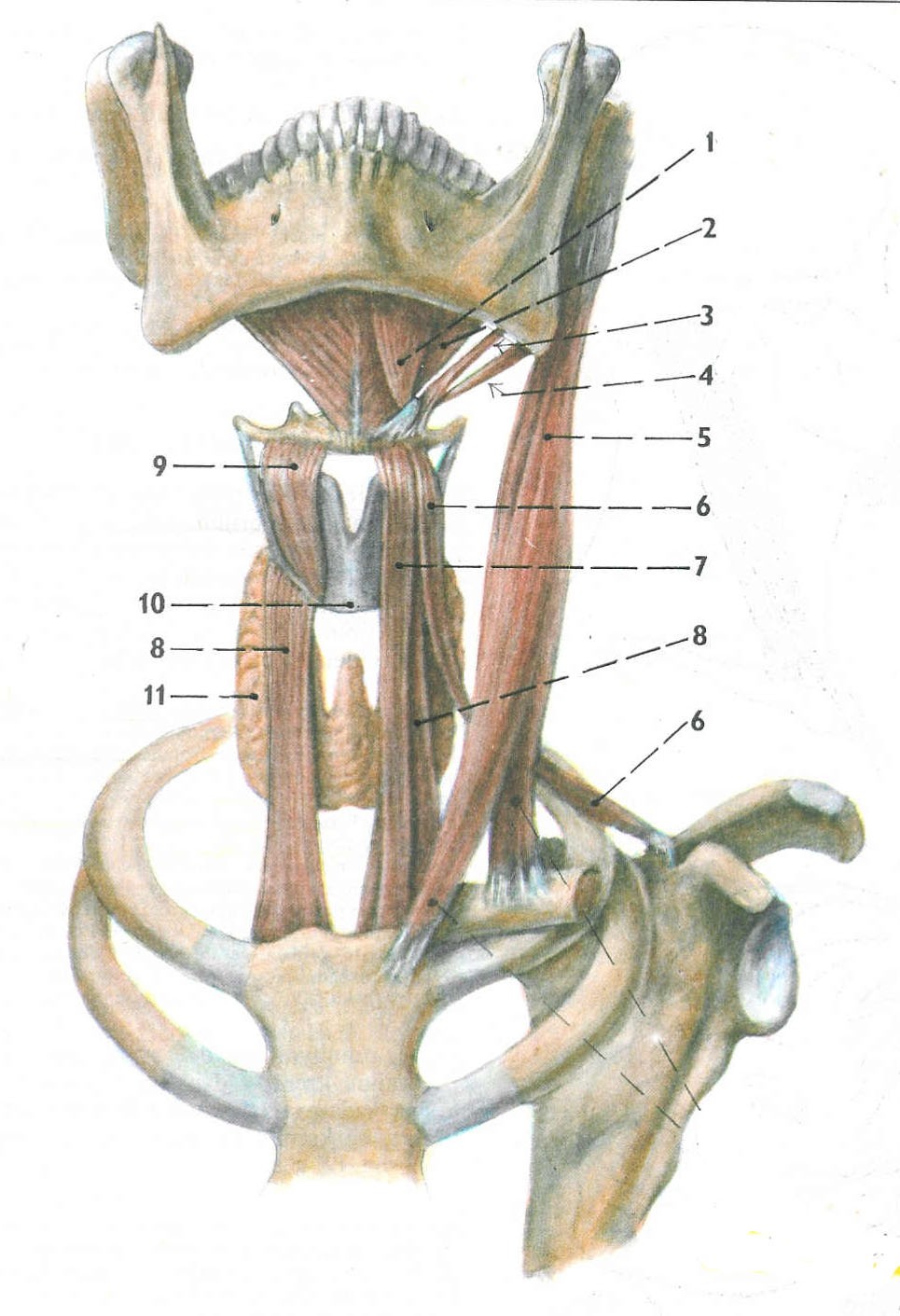 Poruchy motorické funkce n. facialis způsobují obrnu mimických a dalších uvedených svalů. Tyto svaly se významně podílejí na motorice artikulačních orgánů.