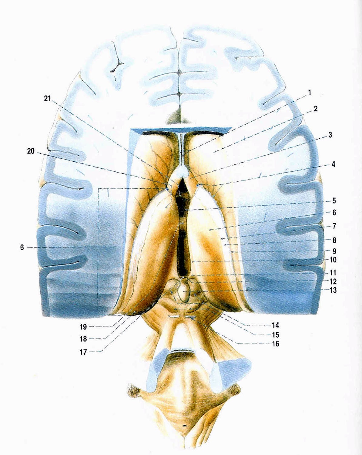 interpeduncularis mesencephala jako tractus habenulointerpeduncularis, čímž je epithalamus zapojen do limbického systému (DRUGA, PETROVICKÝ, 1991). 1.3.