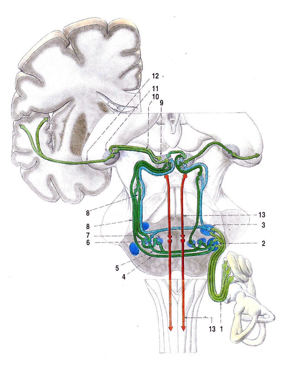 Spojení corpus geniculatum mediale s mozkovou kůrou představuje obdobně jako v předchozím případě poslední etáž dráhy. Sluchová dráha (obr.
