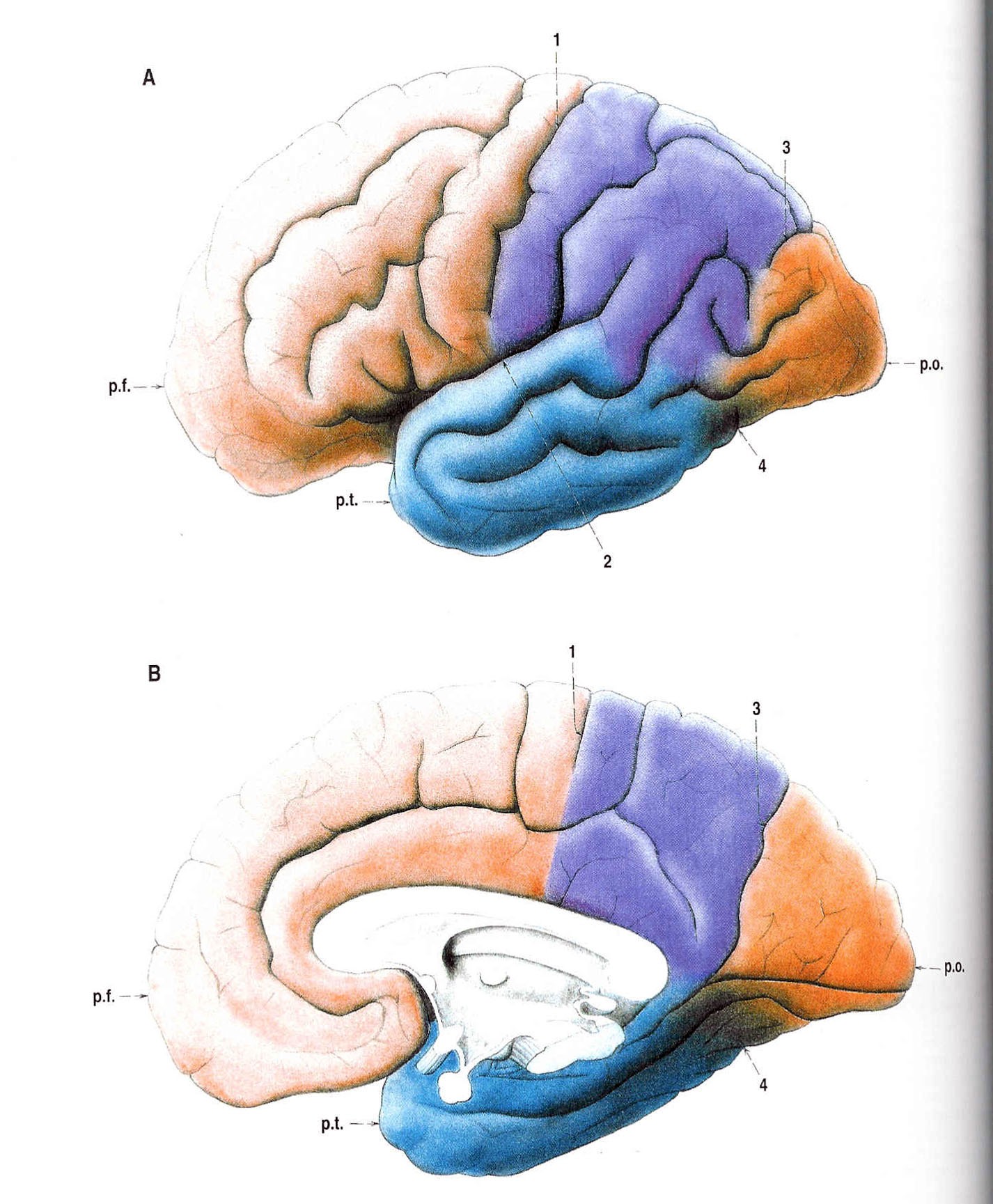 Obr. 23 Laloky hemisfér koncového mozku (ČIHÁK, 1997).