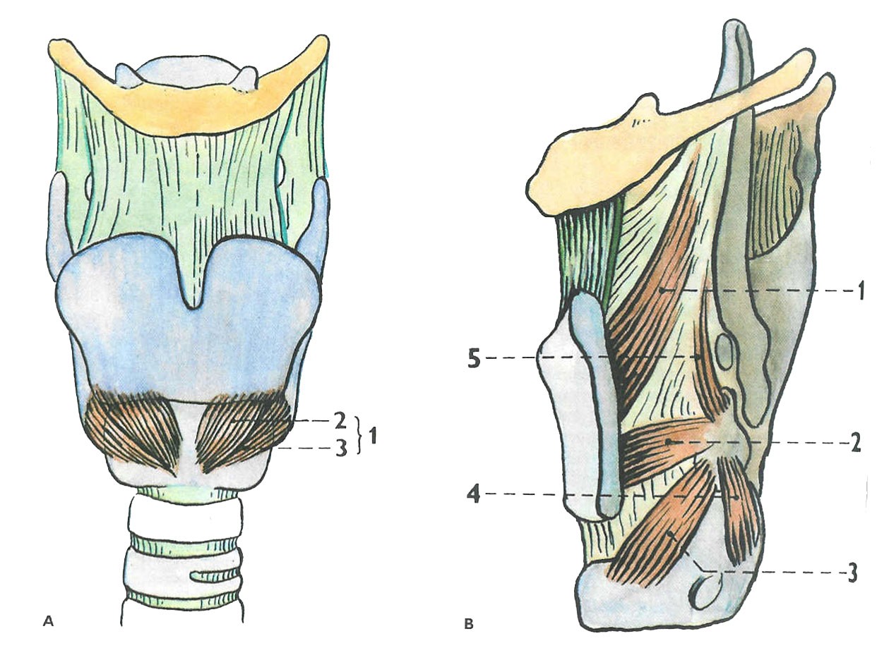 inervaci m. constrictor pharyngis superior a m. cricothyroideus (DRUGA, PETROVICKÝ, 1991). N. laryngeus reccurens zajišťuje motorickou inervaci všech hrtanových svalů mimo m. cricothyroideus (obr.