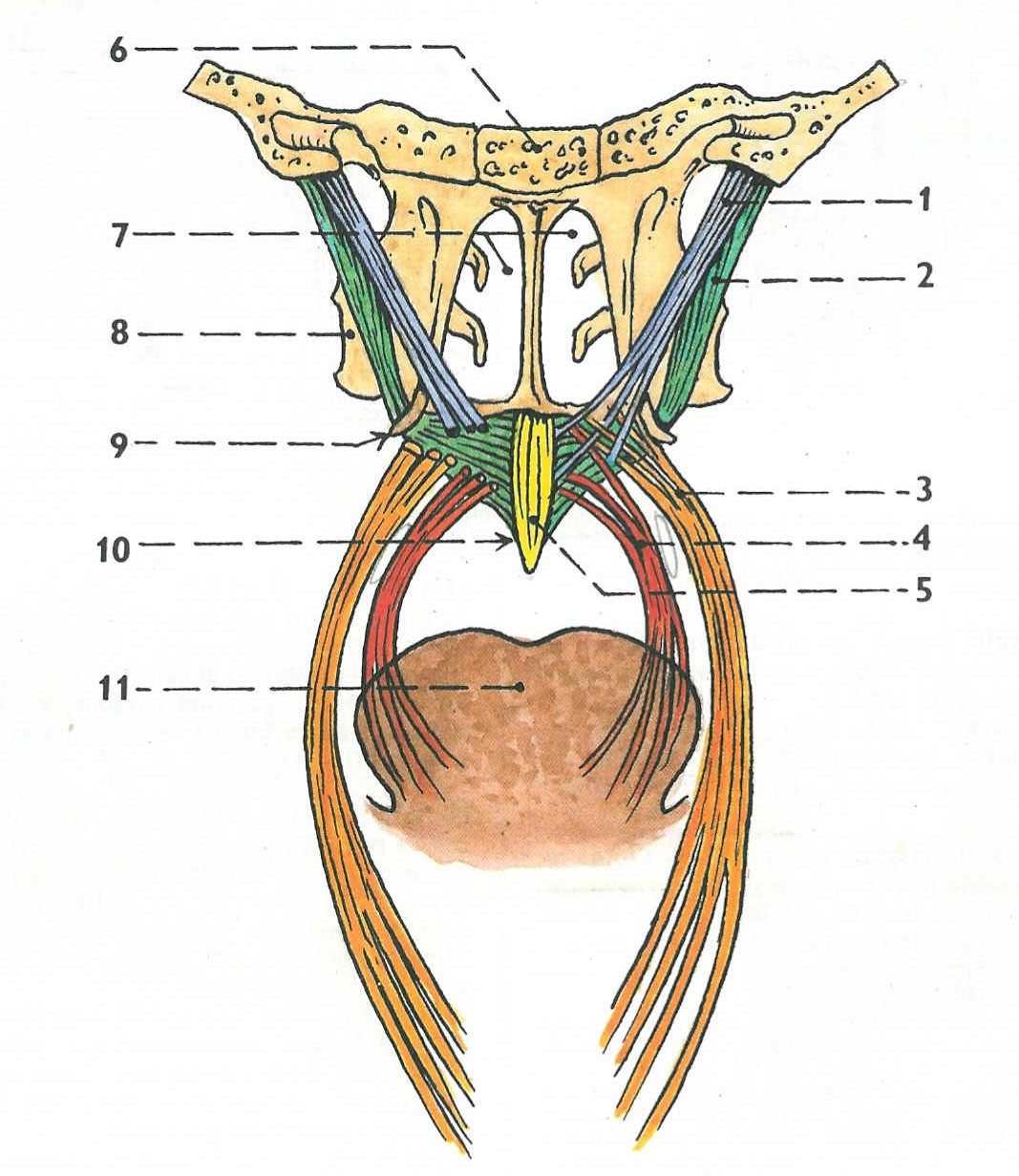Při poškození r. internus vznikne obrna svalů měkkého patra (obr.4), které společně inervuje n. vagus a n. glossopharyngeus.