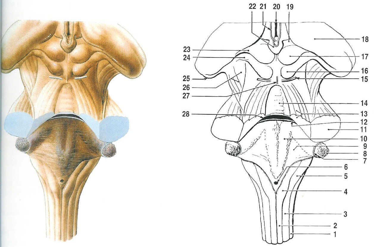 jádra (nc. cochlearis posterior a anterior), poněkud dále rostrálně a mediálně jsou jádra vestibulárního nervu (nc. vestibularis superior, medialis, lateralis a inferior).