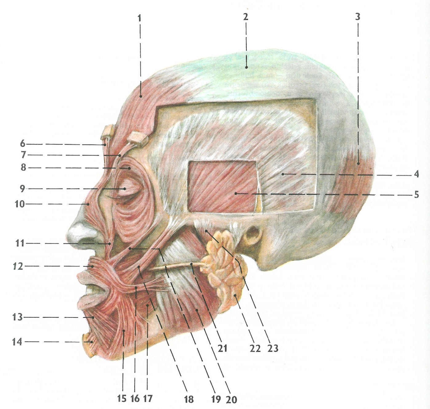 Hlavové nervy v pontu Nervus vestibulocochlearis má podle smyslových orgánů, z nichž přijímá signály, dvě hlavní složky: n. vestibularis (nerv rovnovážný) a n. cochlearis (nerv sluchový).