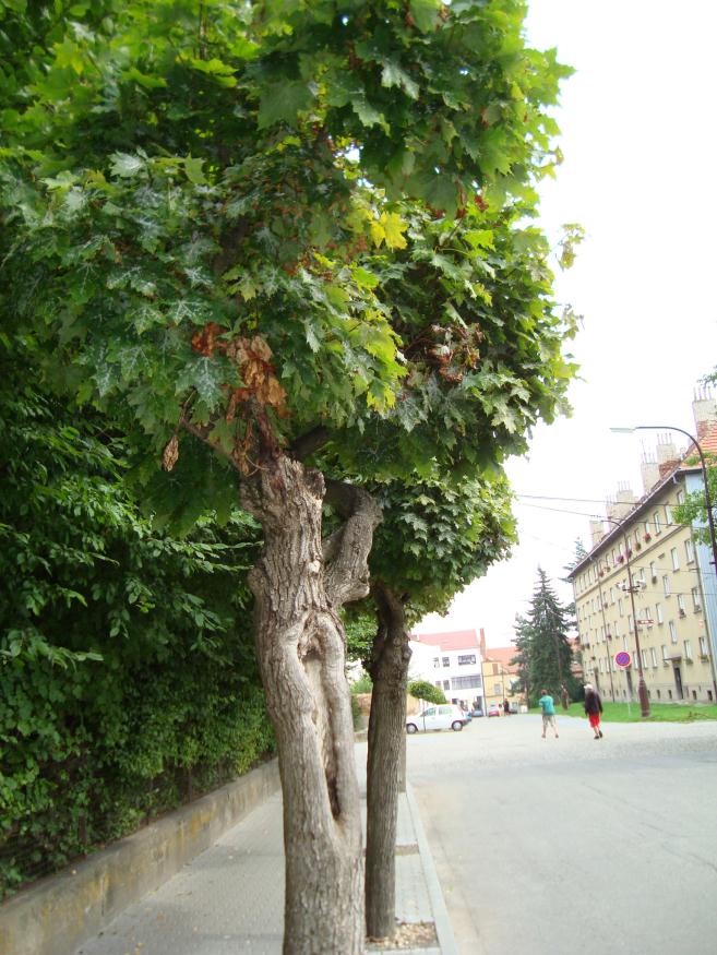 2. 1 Fotodokumentace současného stavu Acer platanoides Globosum - javory v ul.