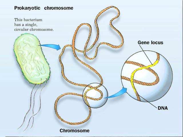 Denaturace a renaturace DNA 4) pokračování struktury nukleových kyselin Genofor, chromozom, genom Genofor struktura nesoucí geny seřazené za sebou (DNA nebo RNA) a schopná replikace.