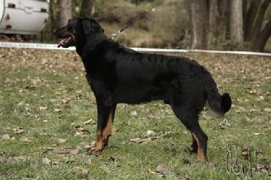 JMÉNO SA ESHLEY Z LHOTECKÉ LINIE Č.ZÁISU CMKU/BC/ 4069/06 NAROZEN 26.8.