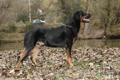 aspárky: V,LV Výška: 68,5 cm Délka 73,5cm, šířka hlavy 14 cm, ovahový test: neúčastnil se : Třída chovnosti: 1-CONFIRMÉ BONITACE DATUM.. 10.-11.10. 2009 MÍSTO Zadní Třebáň JMÉNO SA EVEREST WARRIOR SOUL Č.