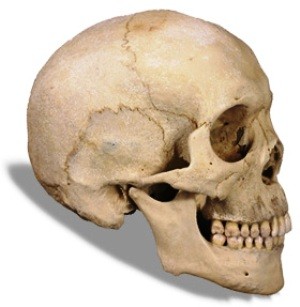 Lebky prvních anatomicky moderních lidí