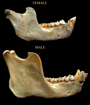 Lebka gorilího samce a samice