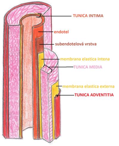 2 MIKROSKOPICKÁ ANATOMIE KREVNÍCH CÉV 2.