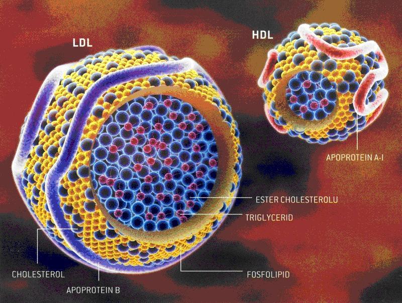 Obrázek 7: Složení LDL a HDL lipoproteinů www.biology.estranky.cz (27.4.2011) Lipoproteiny jsou v centru tvořeny hydrofobními triacylglyceroly a estery cholesterolu.