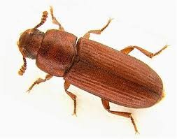 Ochrana sbírky hmyzu před škůdci Anthrenus spp. - rušník mol šatní Tribolium spp. - potemník skladování v pevně těsnících krabicích v suché místnosti (ideálně 35% rel. vlhkosti nad 50% riziko plísní!