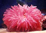 * podtřída Alcyonaria (= Octocorallia) (8- symetrie) o Alcyonacea (soft corals) o Gorgonacea (rohovitky) o Helioporacea (= Coenothecalia) (Indo-Pacific blue coral) o Pennatulacea (pérovníci) o