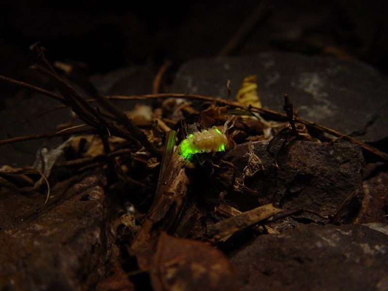 Luminimetrie Bioluminiscence produkce a emise světla živými systém