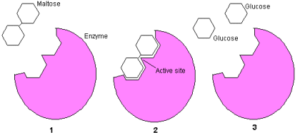 molekuly, které do reakce vstupují Produkt (P) - molekuly, které