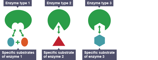 Enzymy se od chemických katalyzátorů liší - efektivita (enzymatické reakce