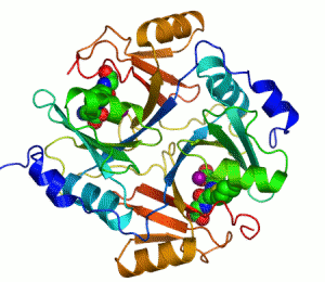 Struktura enzymů - proteiny, které se mohou nacházet samostatně nebo v proteinových komplexech - pro specificitu enzymové reakce je klíčová jeho 3D struktura - správné uspořádání aminokyselin je
