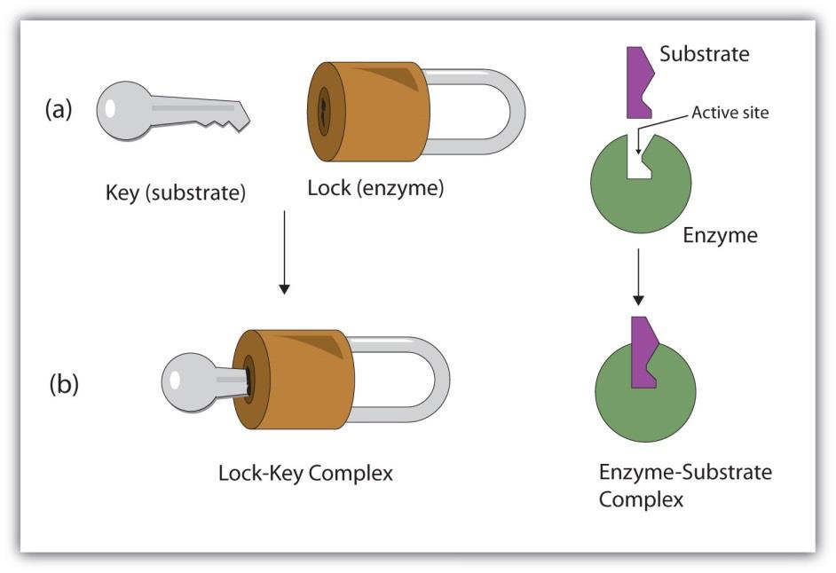 Vazba substrátu - do aktivního místa (zajišťuje vazebné místo) - vazebné místo navíc zajišťuje specificitu enzymu Specificita je zachována díky: - komplementárnímu tvaru