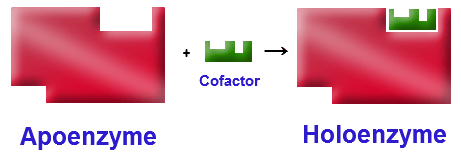 Enzymy - kofaktory - katalytické reakce se neúčastí jenom zbytky aminokyselin, ale i jiné molekuly kofaktory (např. vitamíny rozpustné v tucích, např. B1,B2, B6, B12, C atd.