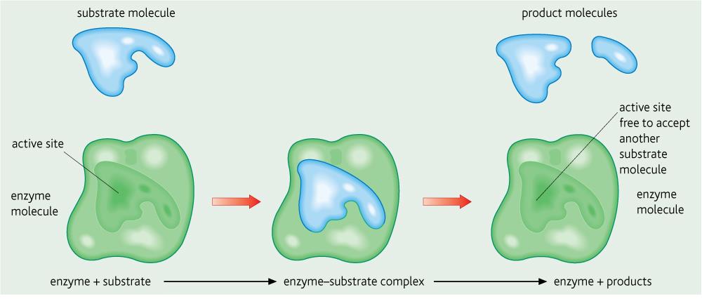 Enzymy vazba substrátu Před enzymatickou reakcí je potřeba aby se do aktivního místa navázal substrát. Tomu napomáhá vazebné místo.