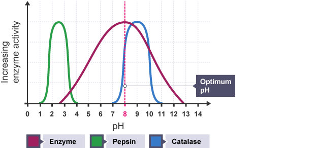 Vliv ph na enzymatickou reakci - ph optimum závisí na funkci a prostředí, ve