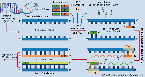 2.4. Polymerázová řetězová reakce 2.4. POLYMERÁZOVÁ ŘETĚZOVÁ REAKCE Polymerázová řetězová reakce (PCR) a postupy na ní založené patří mezi nejvíce používané molekulárně-diagnostické metody.