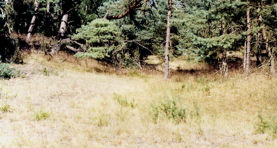 Zmena podmienok, stabilizácia reliéfu v závetrz vetrí prvých borovíc facilitácia cia podmienok pre náron ročnejšie
