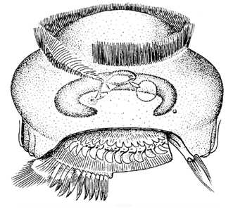 Komenzálové a predátoři nezmarů Trichodina pediculus - brousilka nezmaří, komenzál až ektoparazit nezmarů, živý se zbytky potravy a bakteriemi na povrchu Kerona pediculus - paslávinka nezmaří,